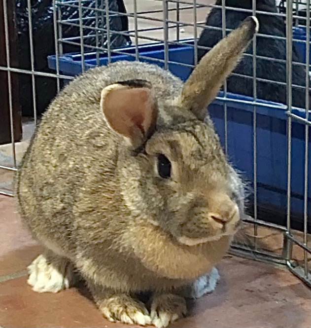Cinnabun